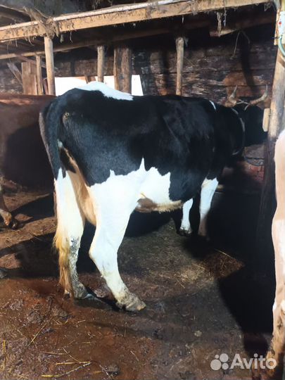 Корова бык