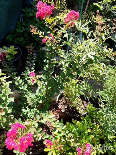 Лагерстремии, индийская сирень