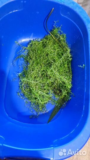 Водоросли для аквариума