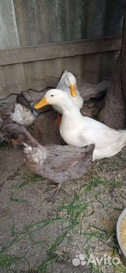 Утиные яица на инкубацию