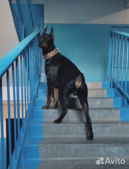 Доберман вязка