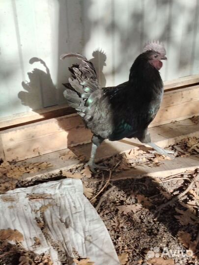 Молодой петух ухейилюй