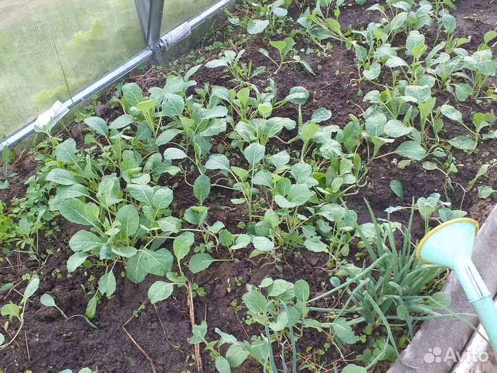 Капуста ранняя поздняя,мегатон