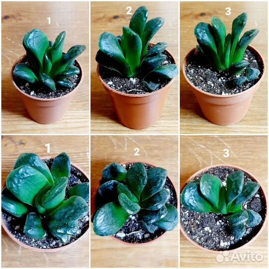 Хавортии и всякие разные суккуленты