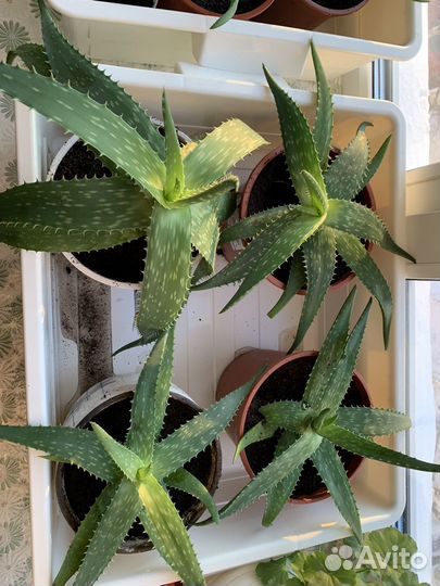 Комнатные цветы алоэ