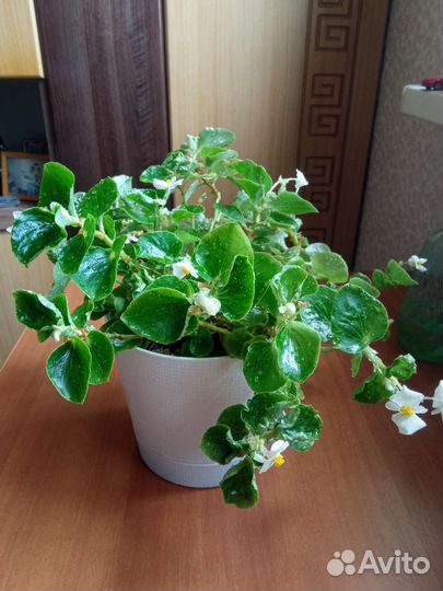 Бегония вечноцветущая белая и красная