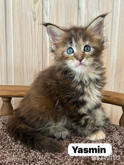 Котята Мейн Кун