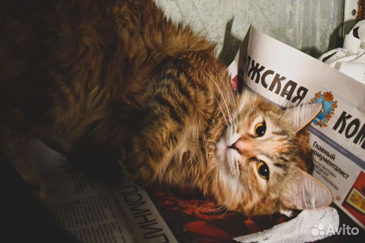 Кошечка Верочка