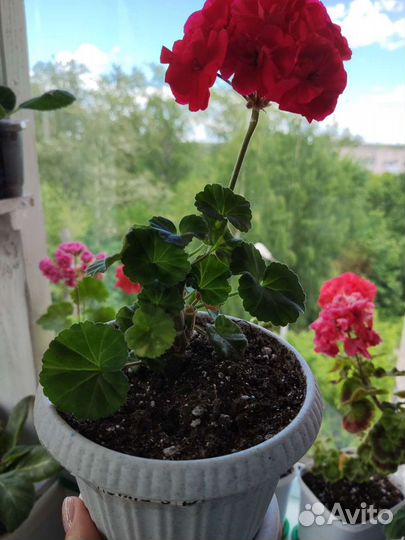 Пеларгония Kenny's Double