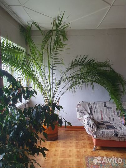 Финиковая пальма