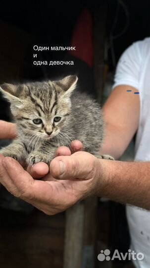 Отдадим котят в добрые руки