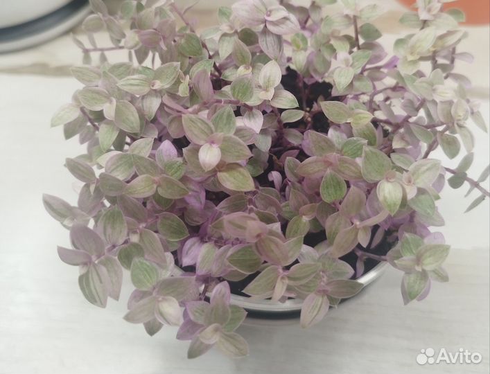 Каллизия Розовая Пантера (Pink Panther)