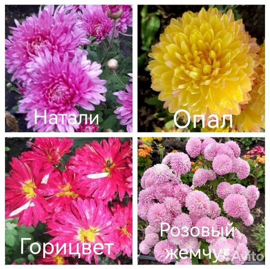 Хризантема корейская и мультифлора