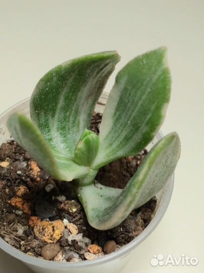 Суккуленты