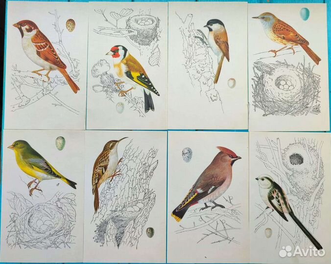 Иллюстрации птиц картинки