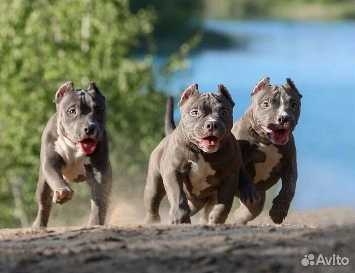 Щенки американского булли