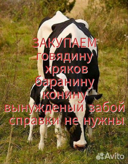 Закупка мяса