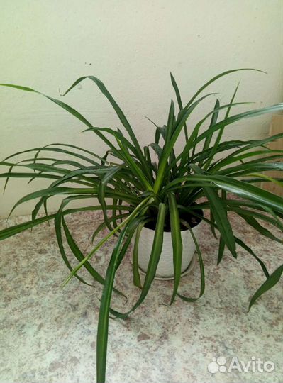 Хлорофитум