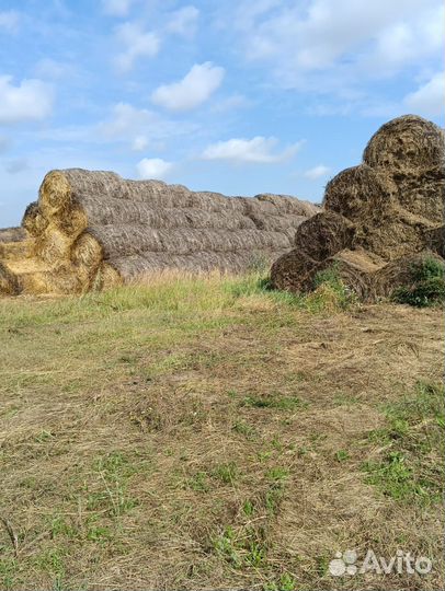 Сено луговое