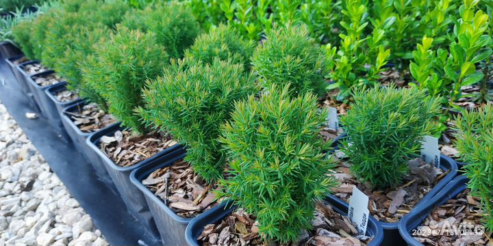 Туя западная Тедди