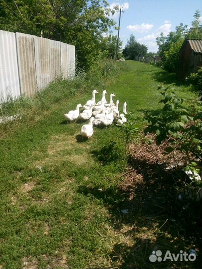 Мясо разное Деревенское