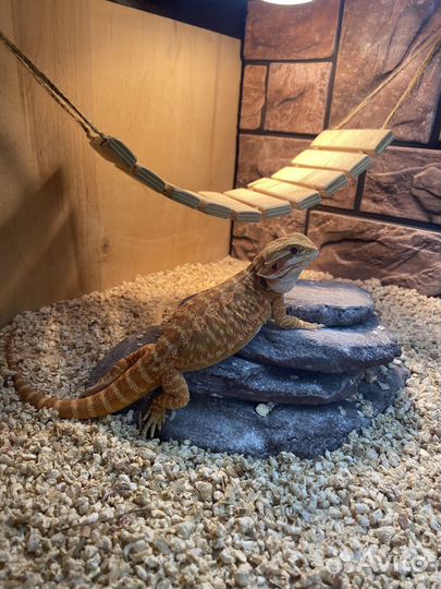 Террариум для рептилий