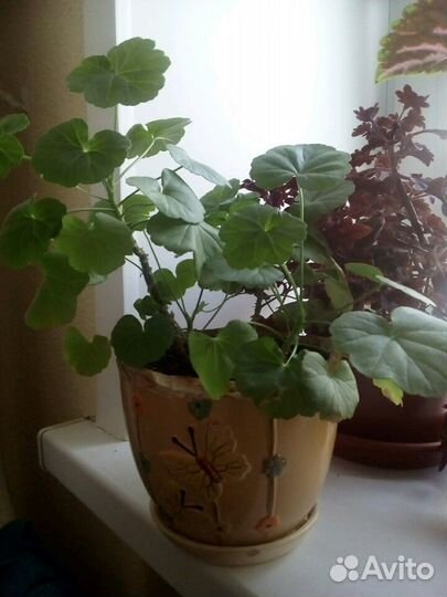 Пеларгония (герань). Красная