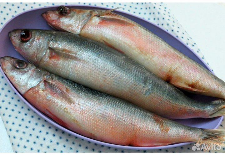 Вяленая рыба Дорадо Сибас Ёрш Форель Мойва Сайра