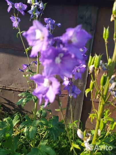 Дельфиниум голубой и фиолетовый