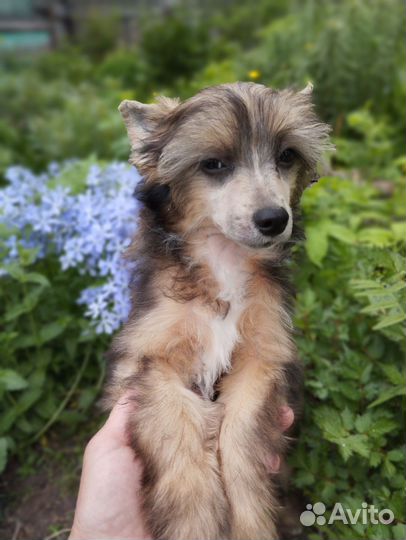 Щенки китайской хохлатой собаки