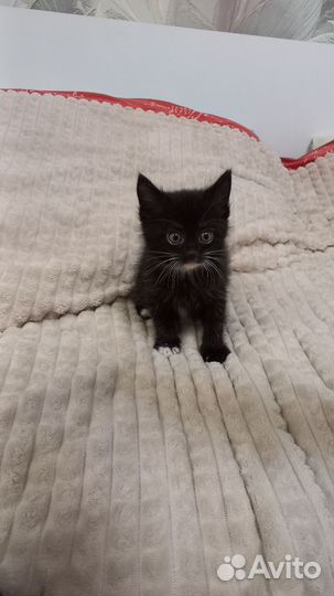 Отдам котят