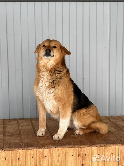 Шикарная добрая собака в отлове