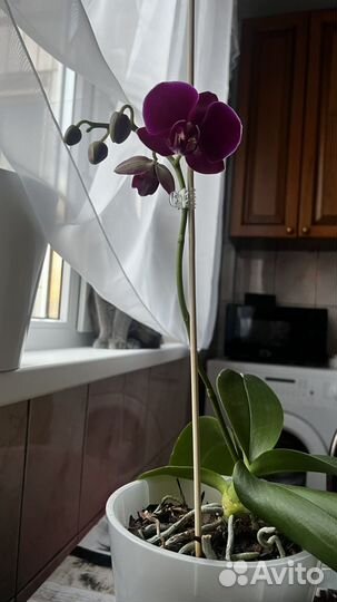 Орхидея фаленопсис мини