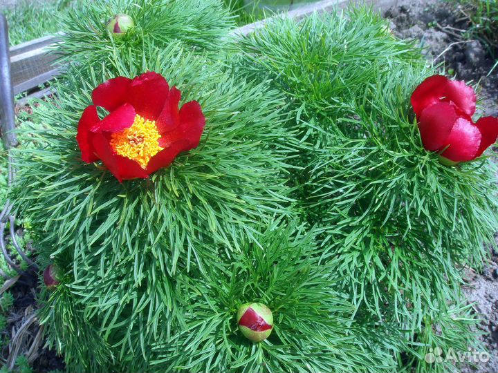 Пионы (саженцы), Бартзелла