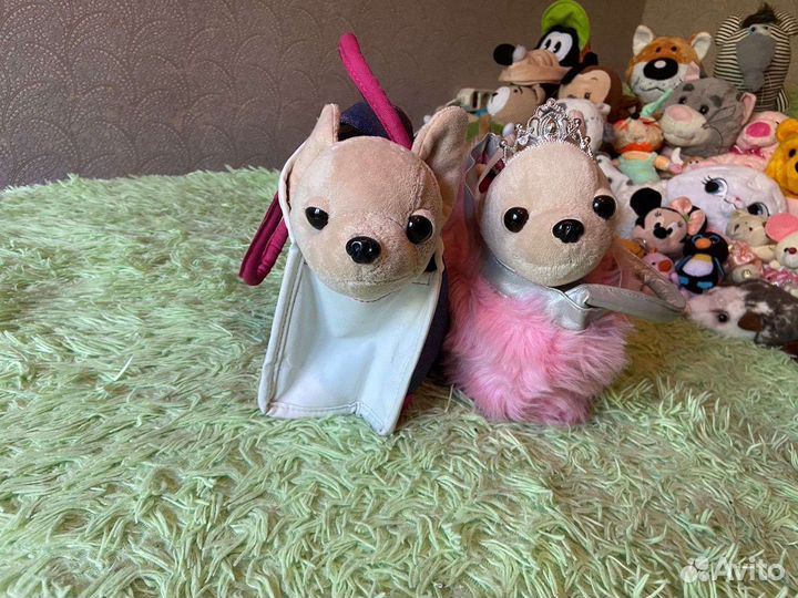 Собаки чичилав