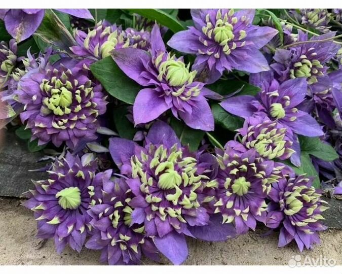 Клематис Тайга и Денсинг Дорин Зодадо