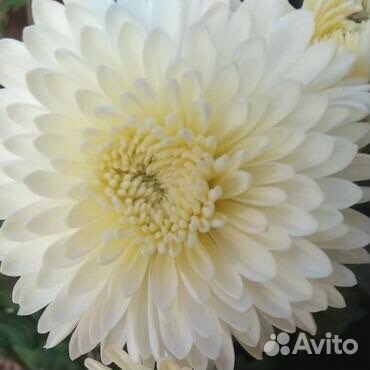 Хризантема корейская, мультифлора саженцы