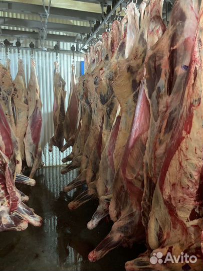 Мясо говядина