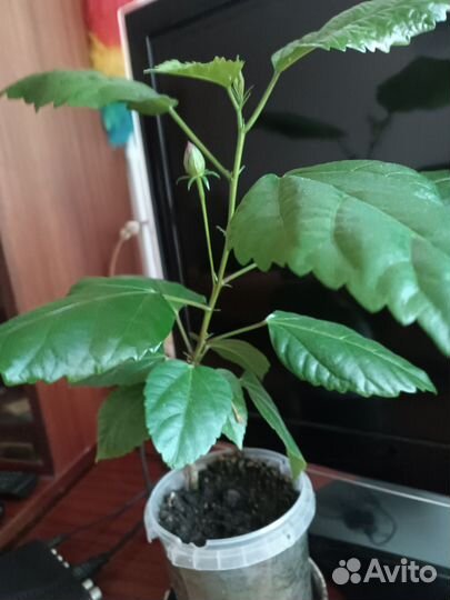 Бигискус китайская роза