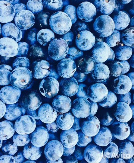 Продажа черники