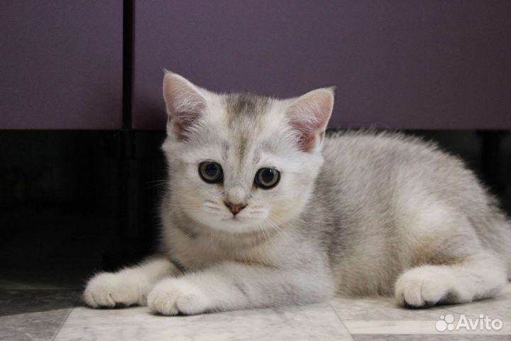 Шотландские котята