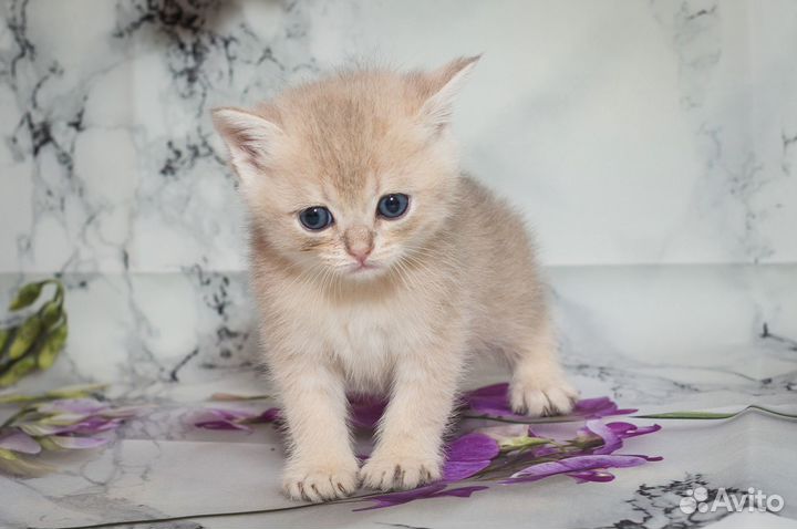 Британские котята Голубое золото Мальчики