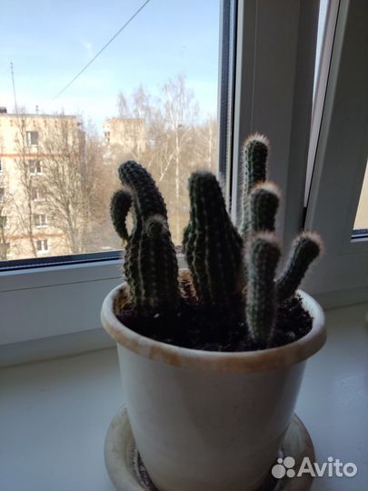 Суккуленты. Хавортия. Кактус