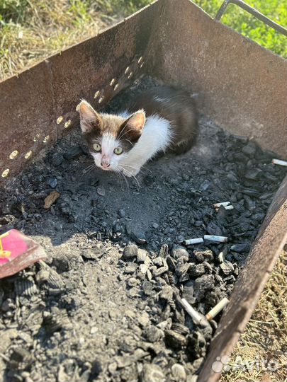 Кошка в дар бесплатно