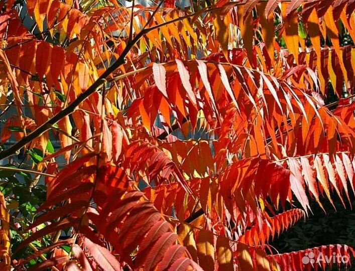 Сумах оленерогий, Cotyledon, Сукуленты