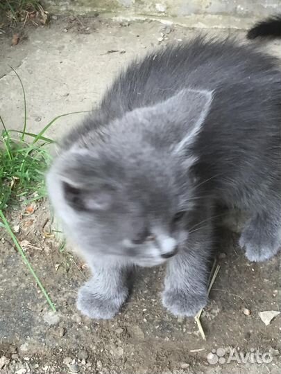Британские котята