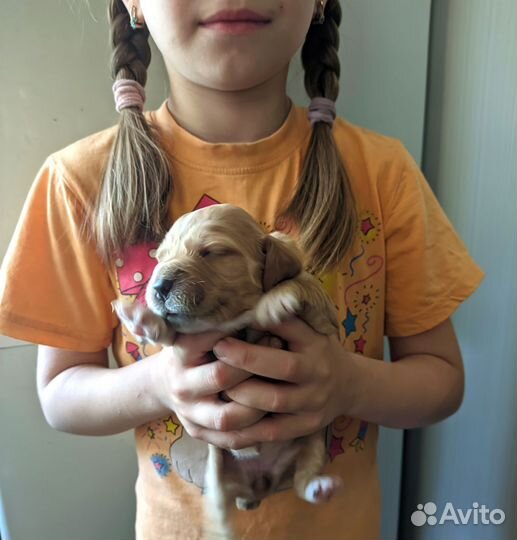 Бронирование щенков