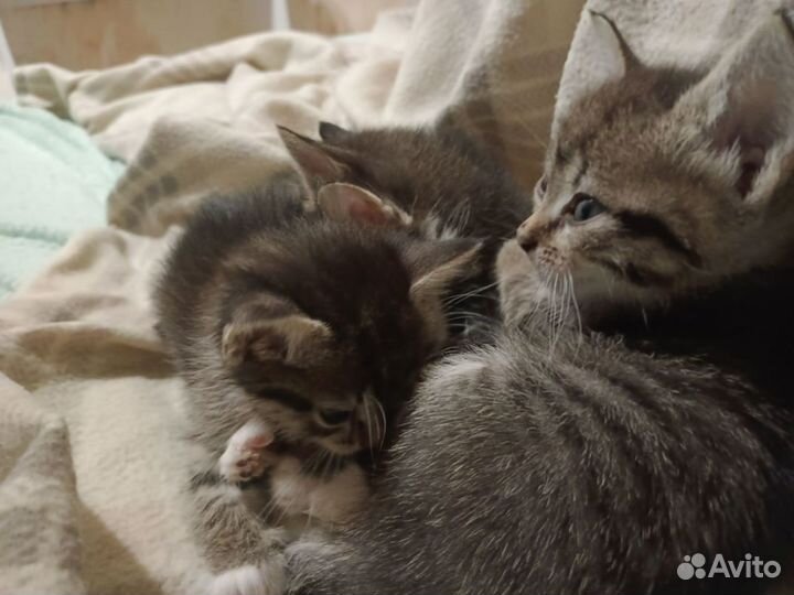 Кошка в дар бесплатно