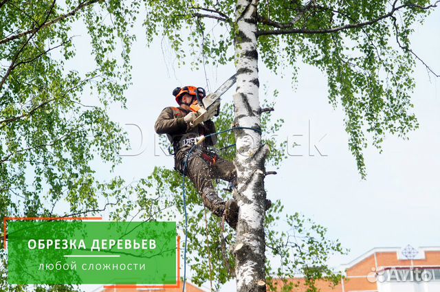 Удаление, спил и обрезка деревьев в Александрове объявление продам