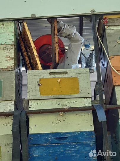 Свежий мед 2024 год